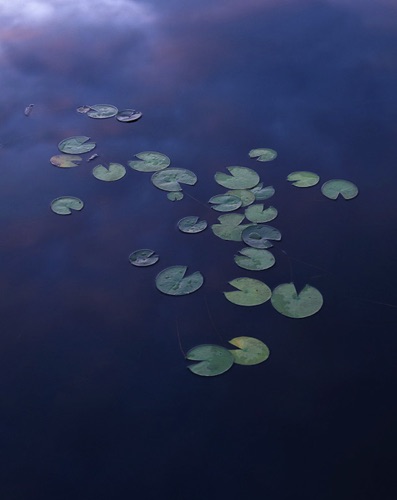 Lily Pads, Olf Farm Pond, NJ Highlands Sussex County (MF).jpg